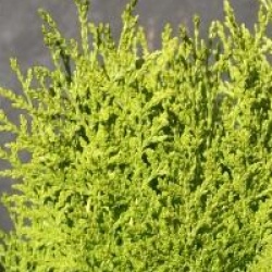 Thuja orientalis 'Aurea Nana'