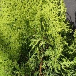 Thuja orientalis 'Aurea Nana'