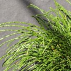 Thuja plicata 'Whipcord'