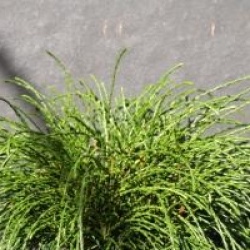 Thuja plicata 'Whipcord' - Thuya Whipcord