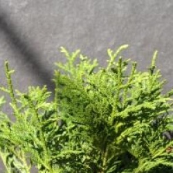 Thujopsis dolobrata 'Nana' - Thuja du Japon nain 