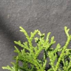 Thujopsis dolobrata 'Nana'