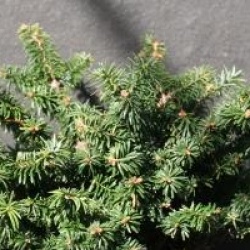 Abies balsamea 'Nana'