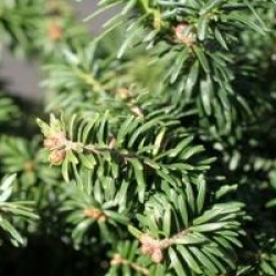 Abies balsamea 'Nana'