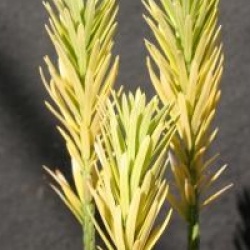 Cephalotaxus harringtonii 'Korean Gold' - Cephalotaxus Korean Gold