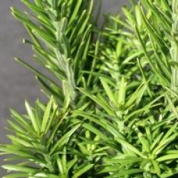 Cephalotaxus harringtonii 'Fastigiata'