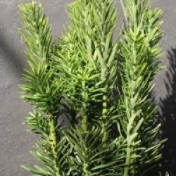 Cephalotaxus Fastigi�