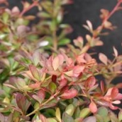 Berberis thunbergii f. atropurpurea 'Atropurprea Nana'  - Berberis pourpre nain 