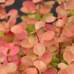 Berberis thumbergii 'Orange Rocket' cov 