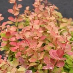 Berberis thumbergii 'Orange Rocket' cov 
