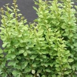 Berberis thumbergii 'Pow Wow'