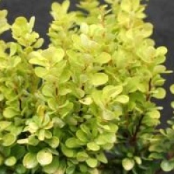 Berberis Golden Rocket