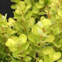 Berberis thunbergii 'Golden Rocket' �