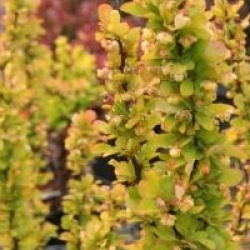 Berberis thunbergii 'Golden Rocket' �