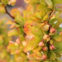Berberis thunbergii 'Golden Rocket' �