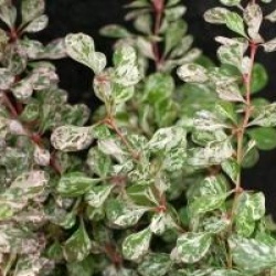 Berberis thunbergii f. atropurpurea 'Rose Glow'