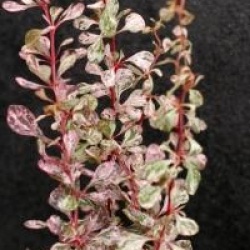 Berberis thunbergii f. atropurpurea 'Rose Glow'