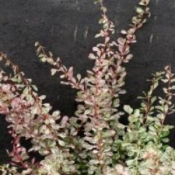 Berberis thunbergii f. atropurpurea 'Rose Glow'