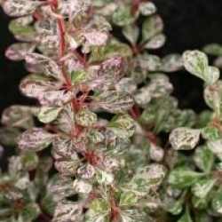 Berberis thunbergii f. atropurpurea 'Rose Glow'