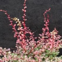 Berberis thunbergii f. atropurpurea 'Harlequin'