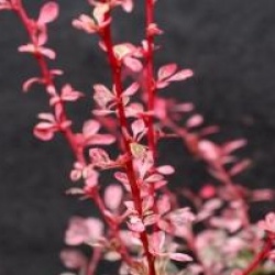 Berberis thunbergii f. atropurpurea 'Harlequin'