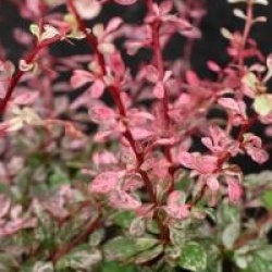 Berberis thunbergii f. atropurpurea 'Harlequin'