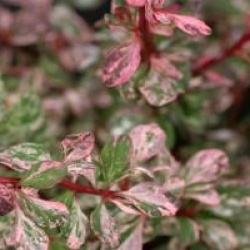 Berberis thunbergii f. atropurpurea 'Harlequin'