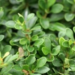 Berberis thumbergii 'Kobold' - Berberis Kobold