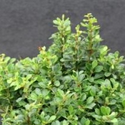 Berberis thumbergii 'Kobold'