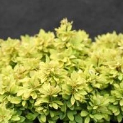 Berberis thumbergii 'Goldalita' - Berberis Goldalita