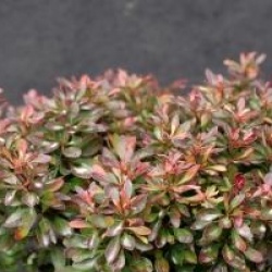 Berberis thunbergii f. atropurpurea 'Bagatelle'