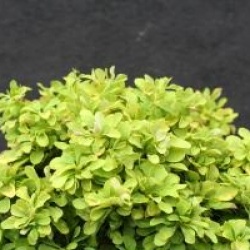 Berberis nain dor�