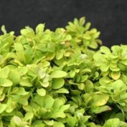 Berberis thunbergii 'Tiny Gold'