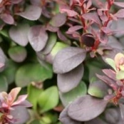 Berberis thunbergii f. atropurpurea 'Concorde'