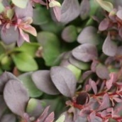 Berberis thunbergii f. atropurpurea 'Concorde'