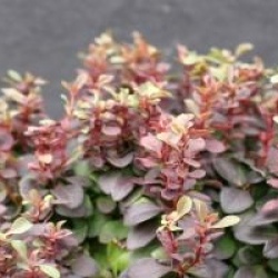 Berberis thunbergii f. atropurpurea 'Concorde'