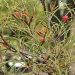 Frangula alnus 'Asplenifolia' - Bourdaine � feuilles de foug�res