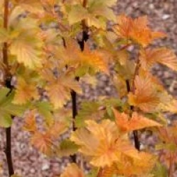Physocarpe Amber Jubilee 