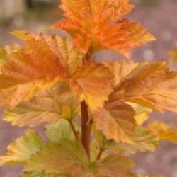 Physocarpus opulifolius Amber Jubilee �