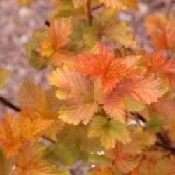 Physocarpus opulifolius Amber Jubilee �