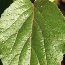 Viburnum x carlecephallum 'Cayuga' 