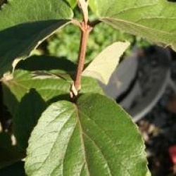 Viburnum x carlecephallum 'Cayuga' 