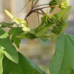 Acer campestre 'Fastigiatum'