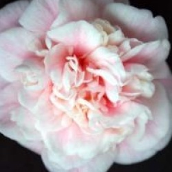 Camellia japonica 'Mme Cormerais Bahuaud' - Cam�lia du Japon Mme Cormerais Bahuaud