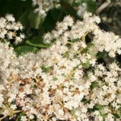 Viburnum dilatatum 'Catskill' - Viorne Catskill