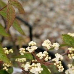 Viburnum ichangense  - Viorne ichangense 