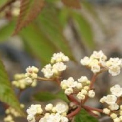 Viburnum ichangense 