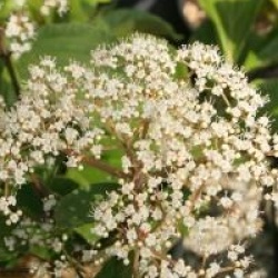 Viburnum 'Oneida' - Viorne Oneida