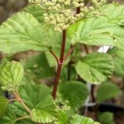 Viburnum 'Oneida'