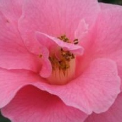 Camellia x williamsii 'Brigadoon'